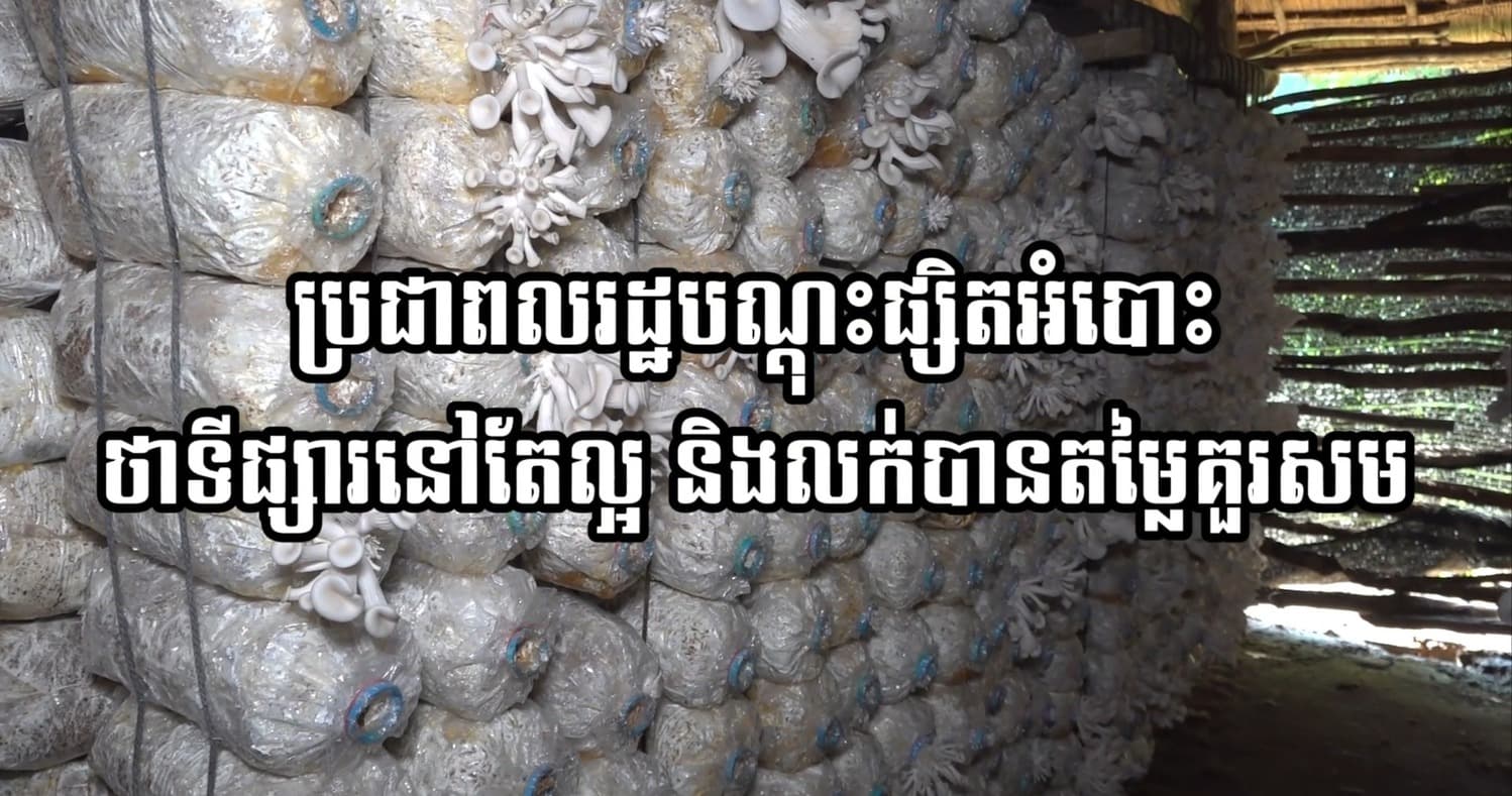 បទយកការណ៍ «ប្រជាពលរដ្ឋបណ្ដុះផ្សិតអំបោះថាទីផ្សារនៅតែល្អ និងលក់បានតម្លៃគួរសម»